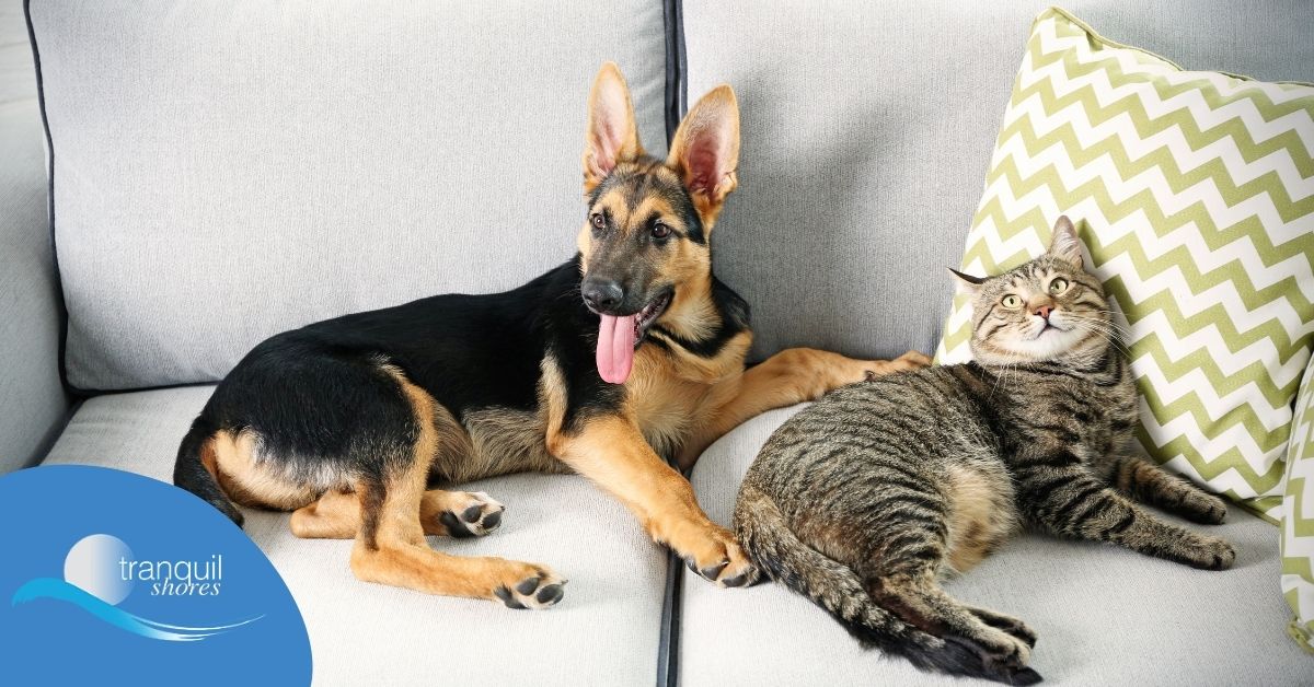 A cat and a Dog got adopted